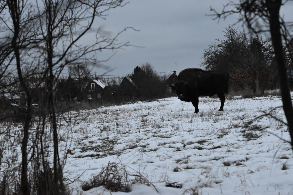 Domek Jaskolka Bialowieza Bagian luar foto