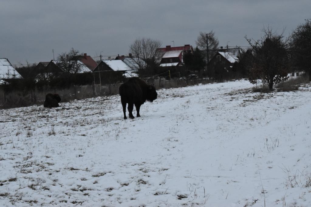 Domek Jaskolka Bialowieza Bagian luar foto